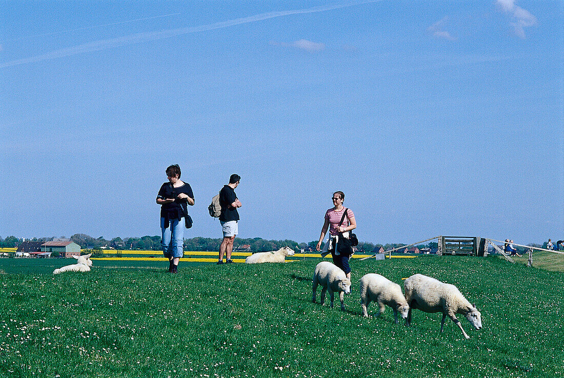 Deich, Nordstrand, Schleswig Holstein Germany