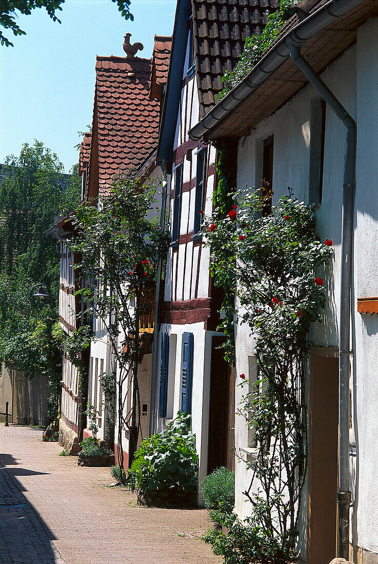 Fachwerkhäuser in der Altstadt, Hofheim, Taunus, Hessen, Deutschland, Europa