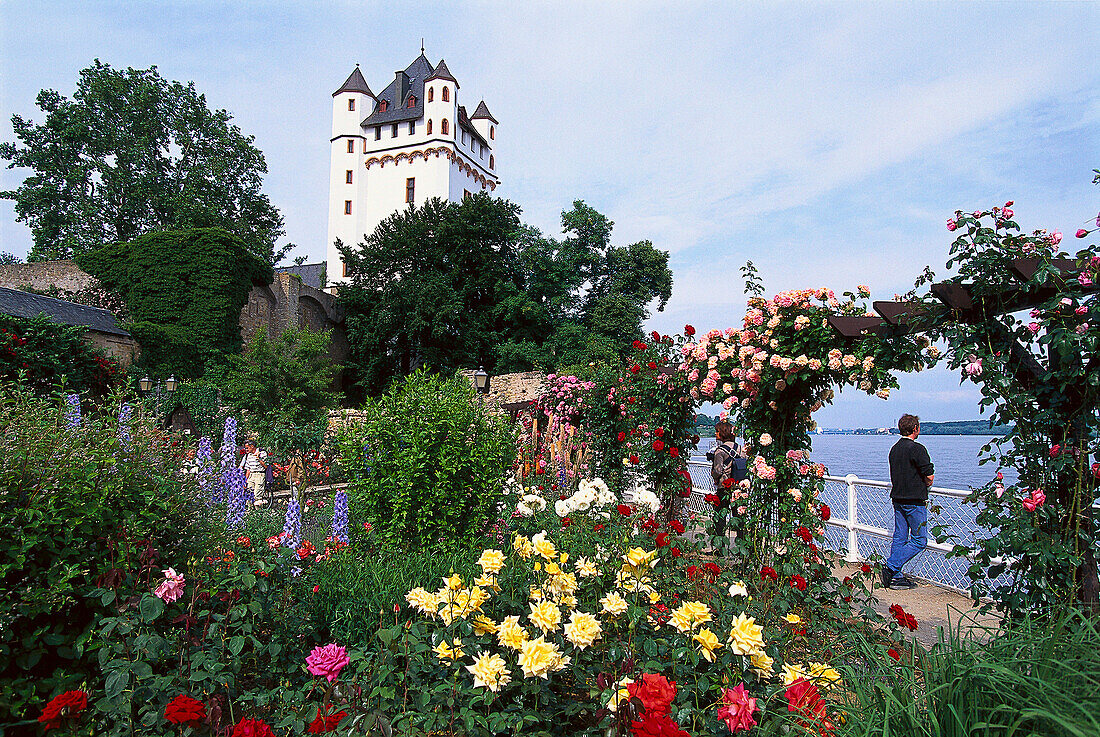 View at electoral castle Eltville and rosegarden, Eltville, Rheingau, Hesse, Germany, Europe