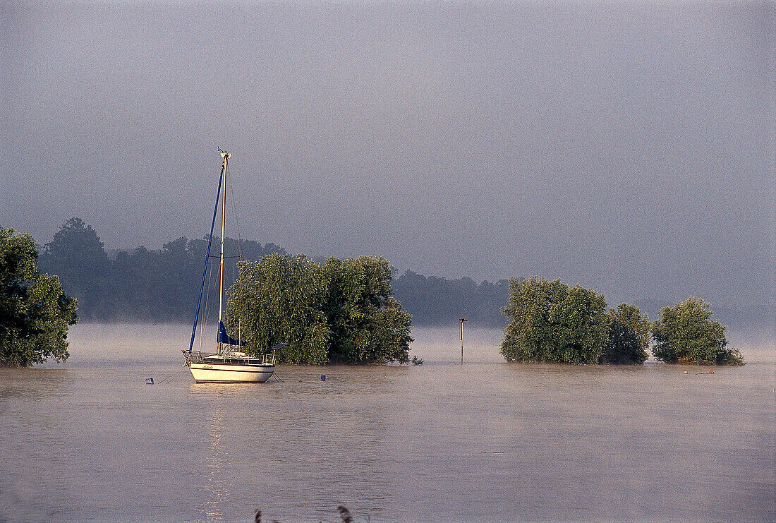 Boat on the river Rhine at dawn, Eltville, Rheingau, Hesse, Germany, Europe