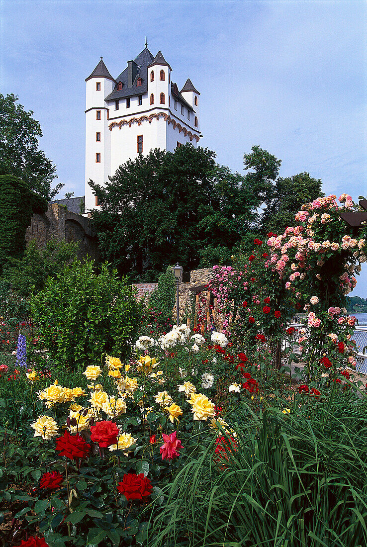 Blick auf kurfürstliche Burg Eltville und Rosengarten, Eltville, Rheingau, Hessen, Deutschland, Europa
