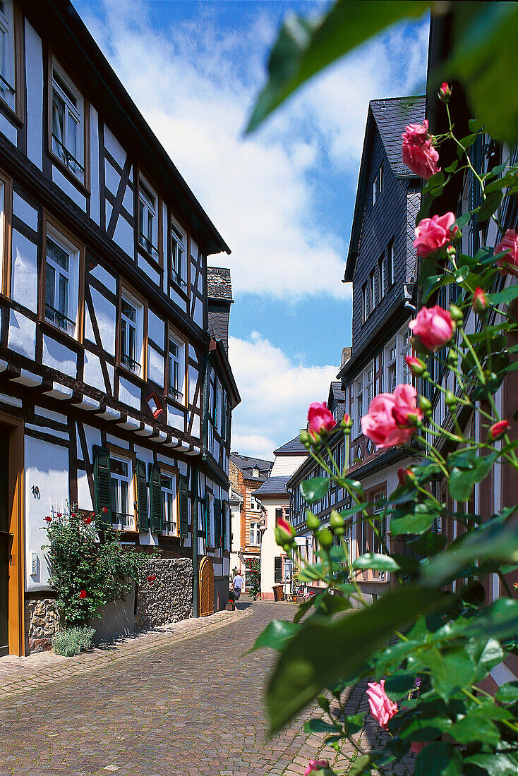 Half timbered houses and roses at the old town, Eltville, Rheingau, Hesse, Germany, Europe