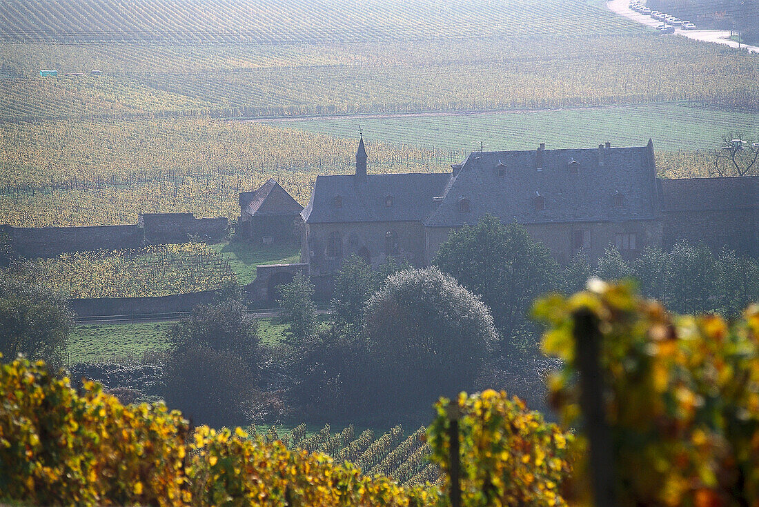 Weinberg im Sonnenlicht, Rheingau, Hessen, Deutschland, Europa