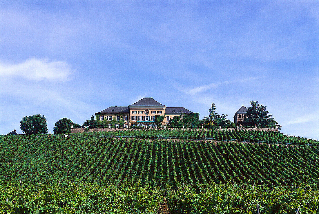 Castle Johannisberg on a vineyard, Rheingau, Hesse, Germany, Europe