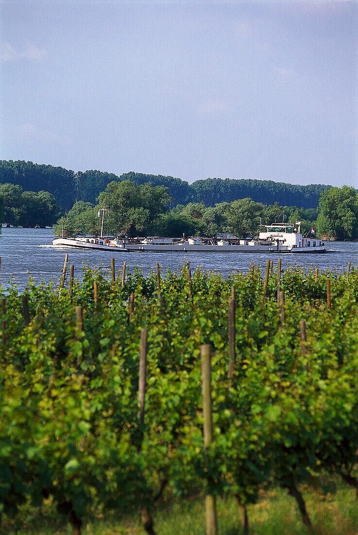 Freighter and vineyard, Near Oestrich Rheingau, Hesse, Germany