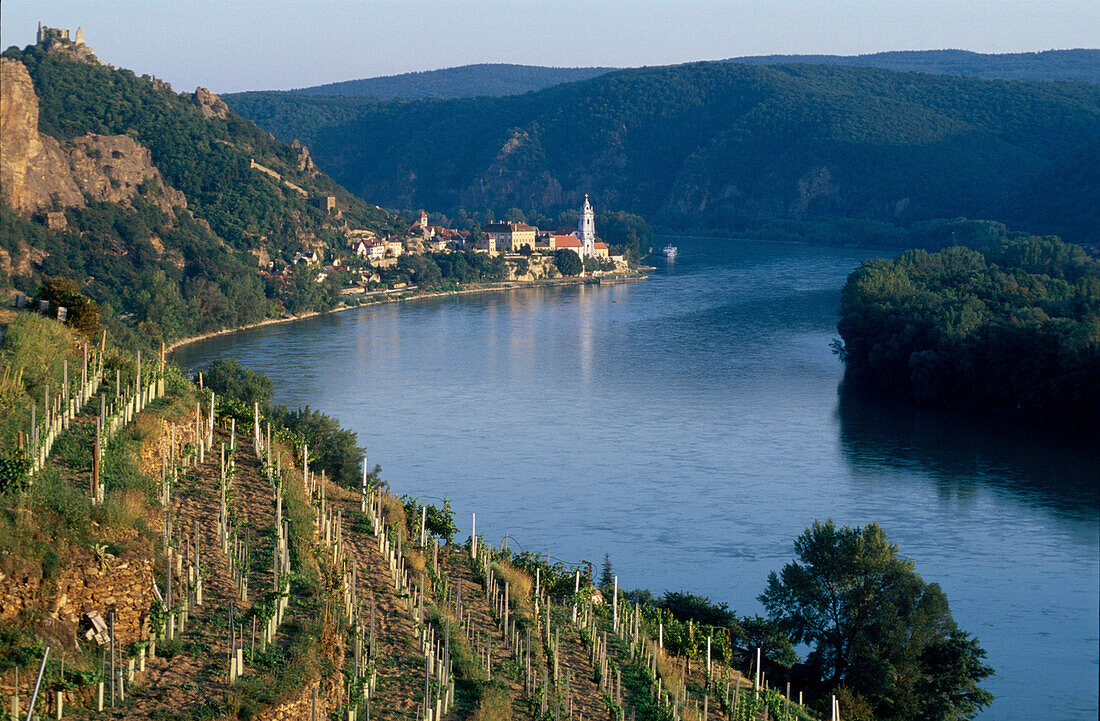 Weingaerten an der Donau, Duernstein, Wachau Oesterreich