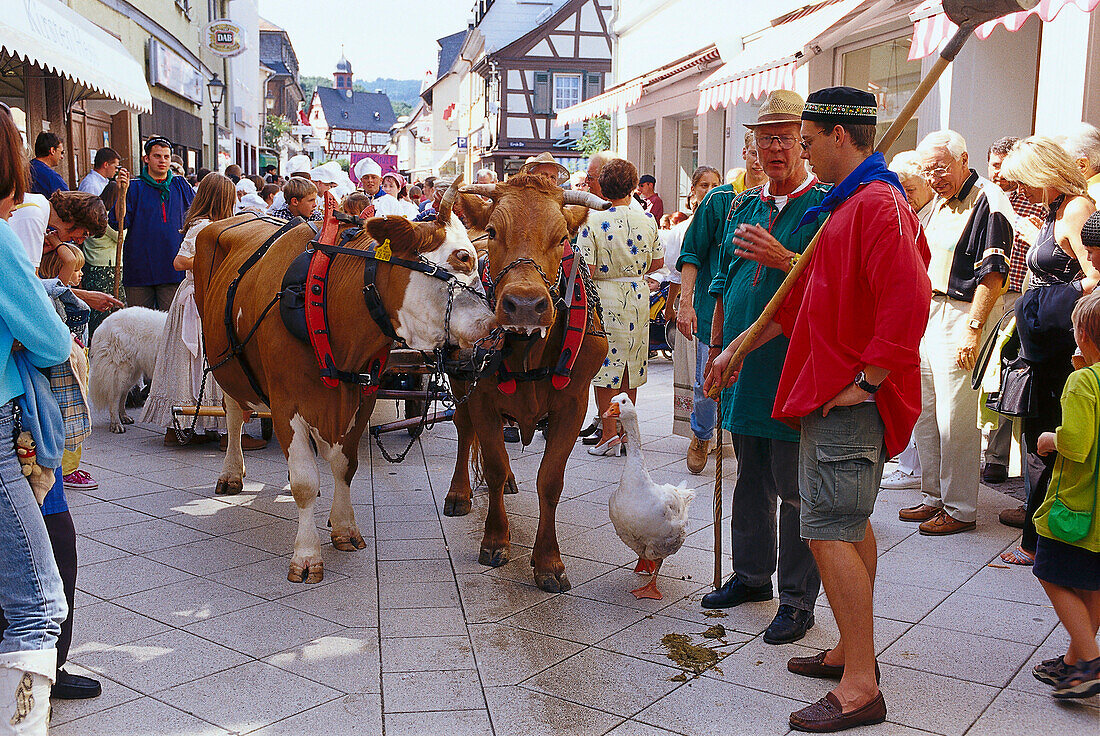 Castle Festival, Traditional pageant, Königstein, Taunus Hesse, Germany