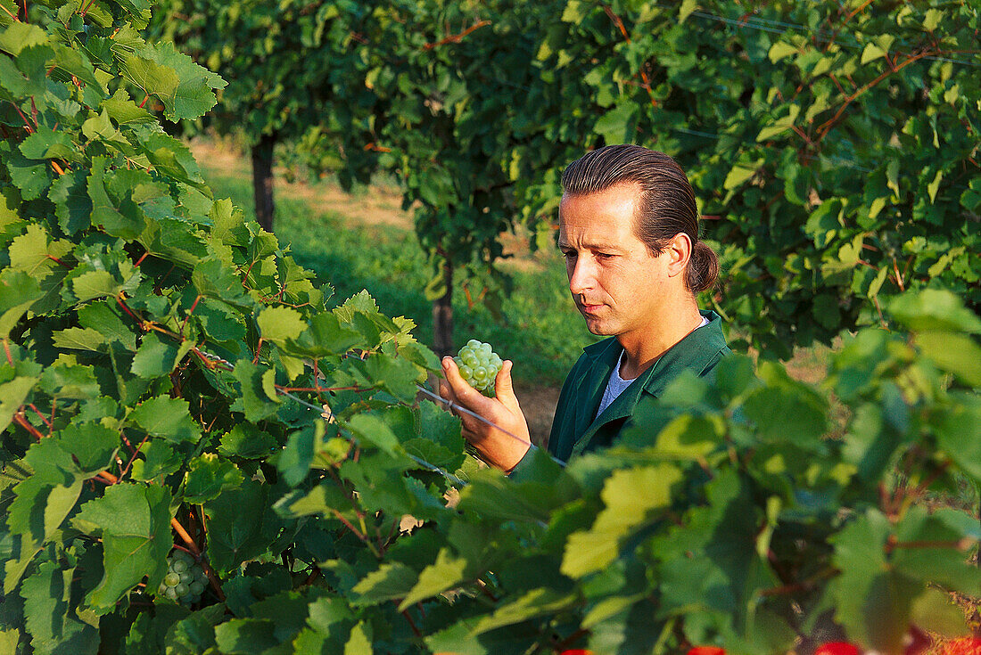 Winegrower amidst vines, Wachau, Austria, Europe