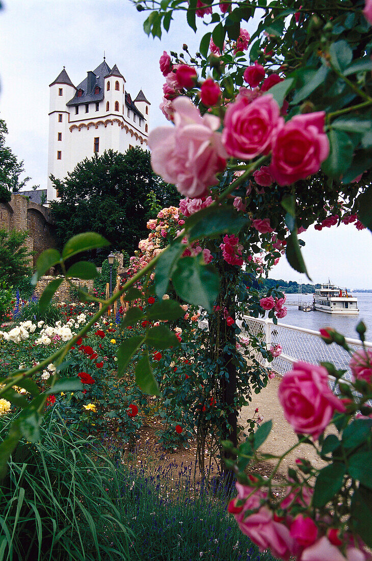 View at electoral castle Eltville and rosegarden, Eltville, Rheingau, Hesse, Germany, Europe