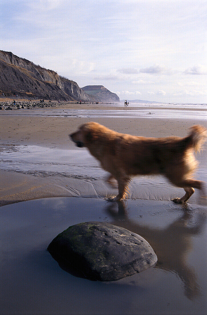 Laufender Hund am Strand, Dorset, Grossbritannien, Europa
