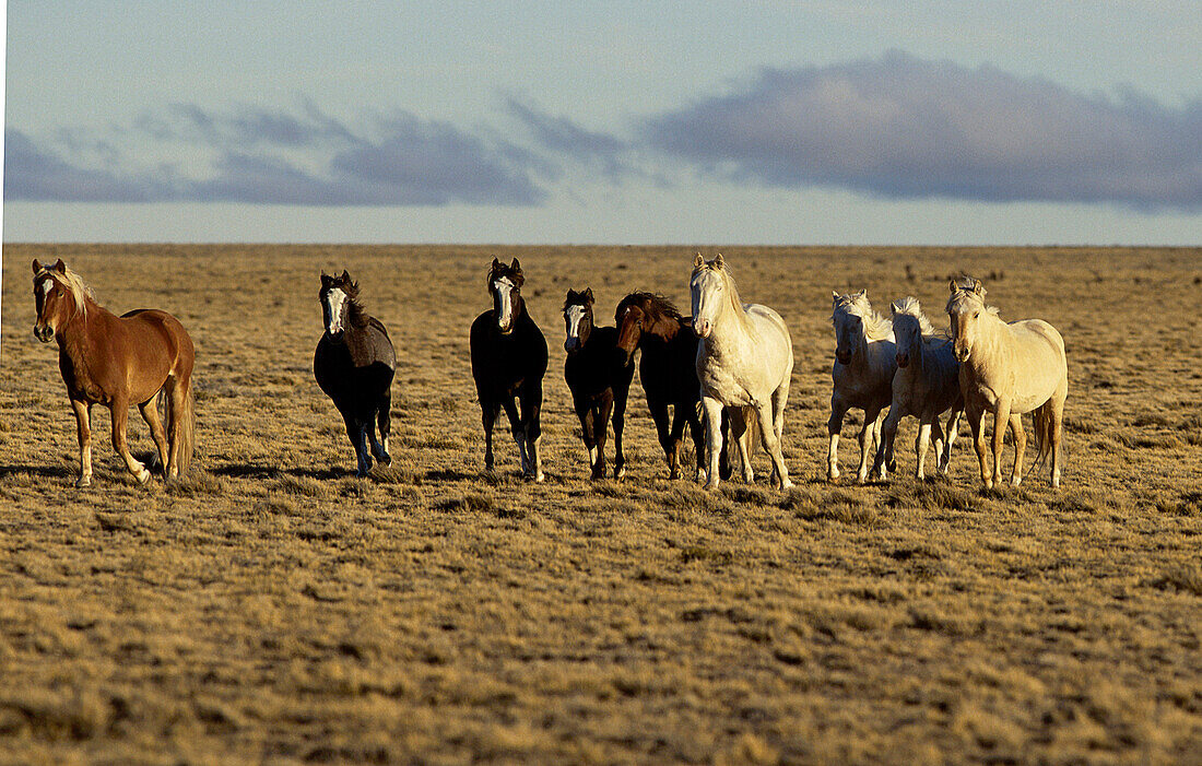 Horses out at feed, Patagonia, Argentina, South America, America
