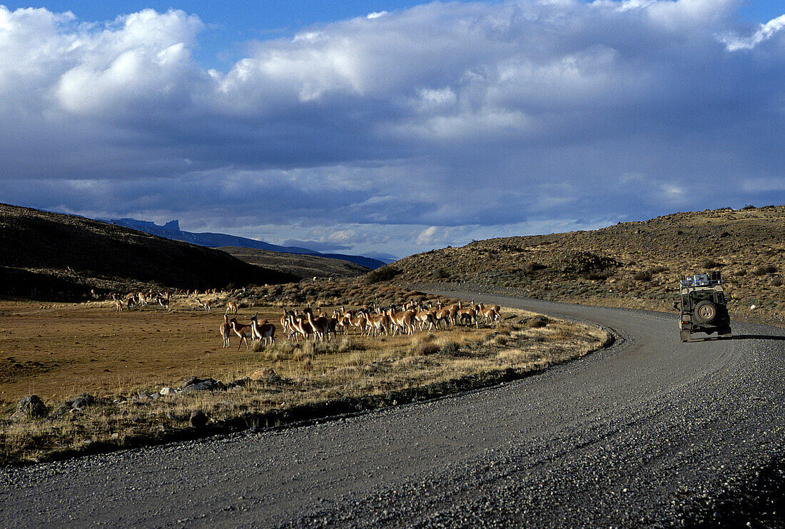 Guanakoherde, Torres del Paine, Patagonien Chile