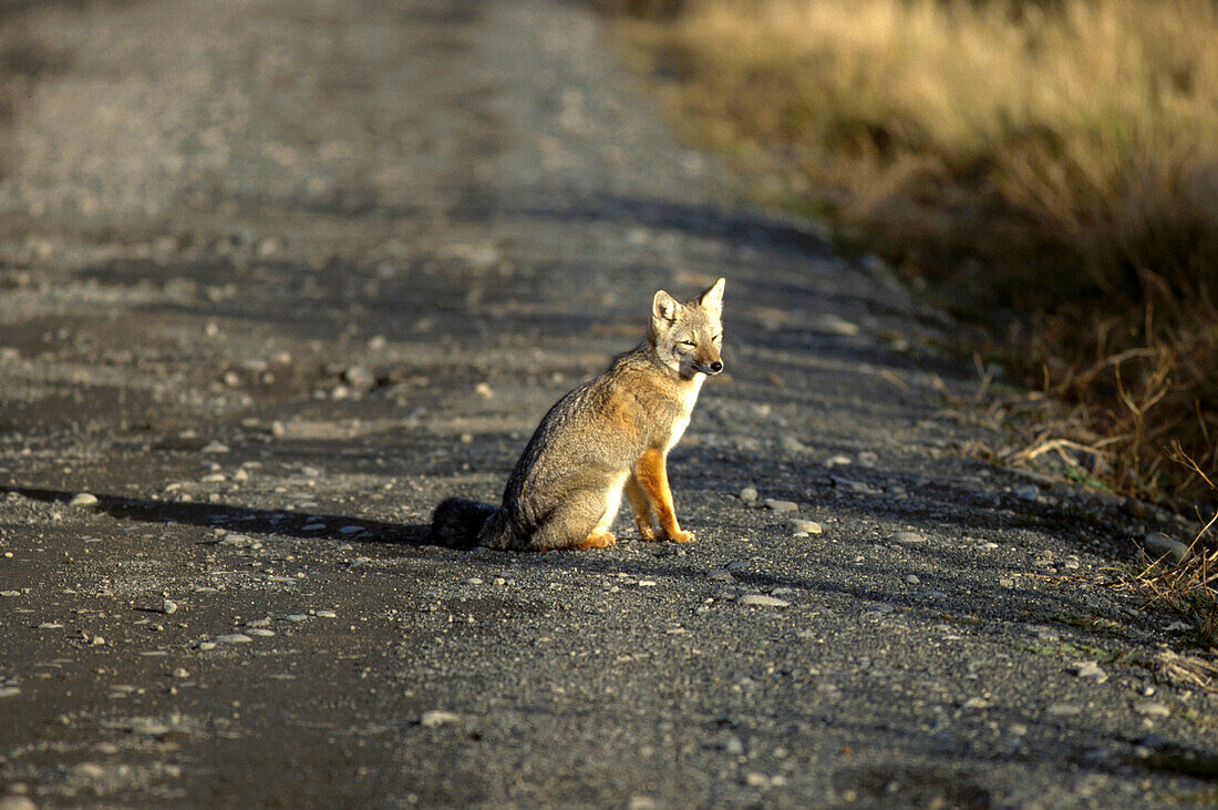 Fuchs, Chile
