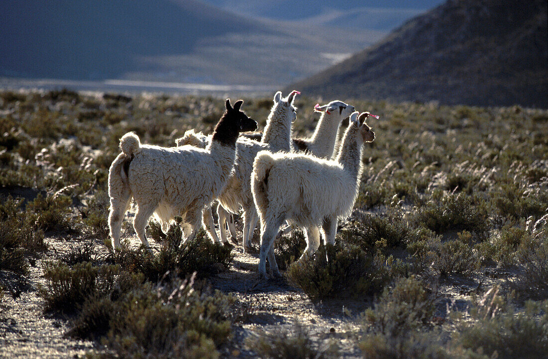 Lamas, Salar de Uyuni Bolivien