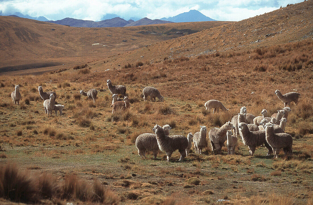 Alpacas in barren hilly landscape, Abancay, Peru, South America, America