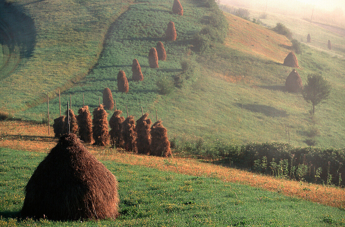 Haystacks, Maramures Romania