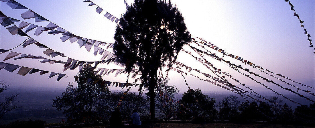View at back lit tree and prayer flags, Kathmandu, Nepal, Asia