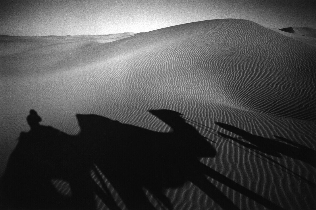 Camel shadows, Grand Erg Occidental Sahara, Algeria
