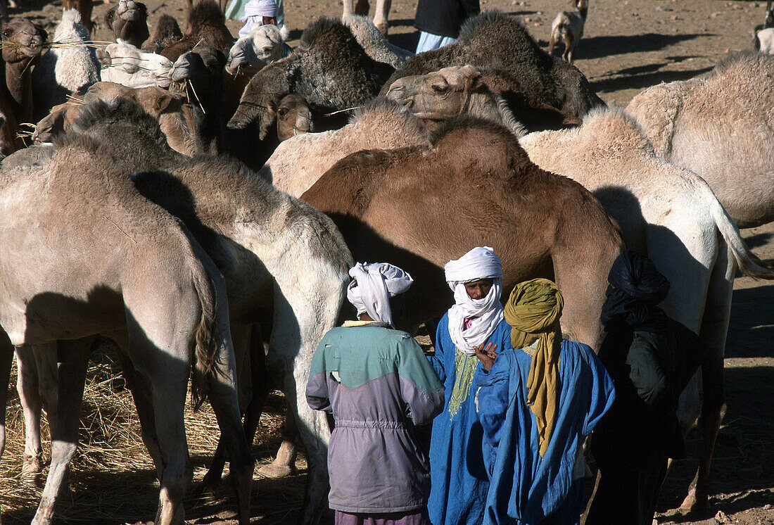 Camel Market, Algerien, algerische Sahara, Tamanrasset, Kamelmarkt, Afrika, Nordafrika, Kamele, Tuareg, Tuaregs, Kamelhandel, Handel