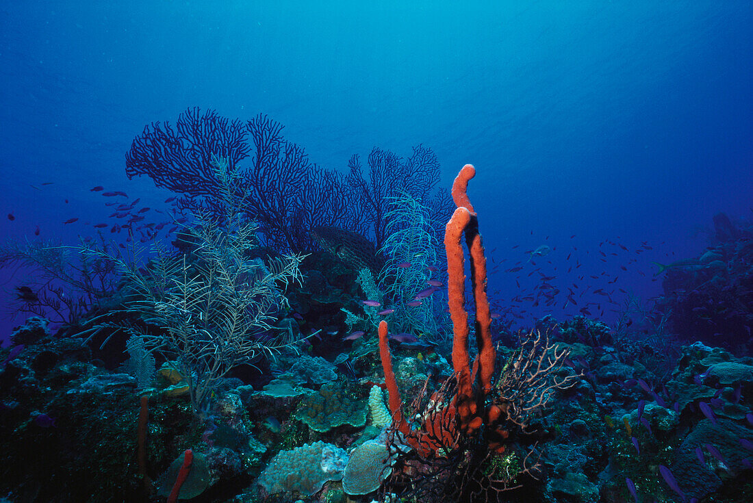 Korallen, Unterwasseraufnahme Karibik