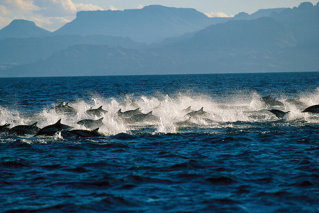 A school of dolphins in the sea of Cortez, Baja California, Mexico, Central America, America