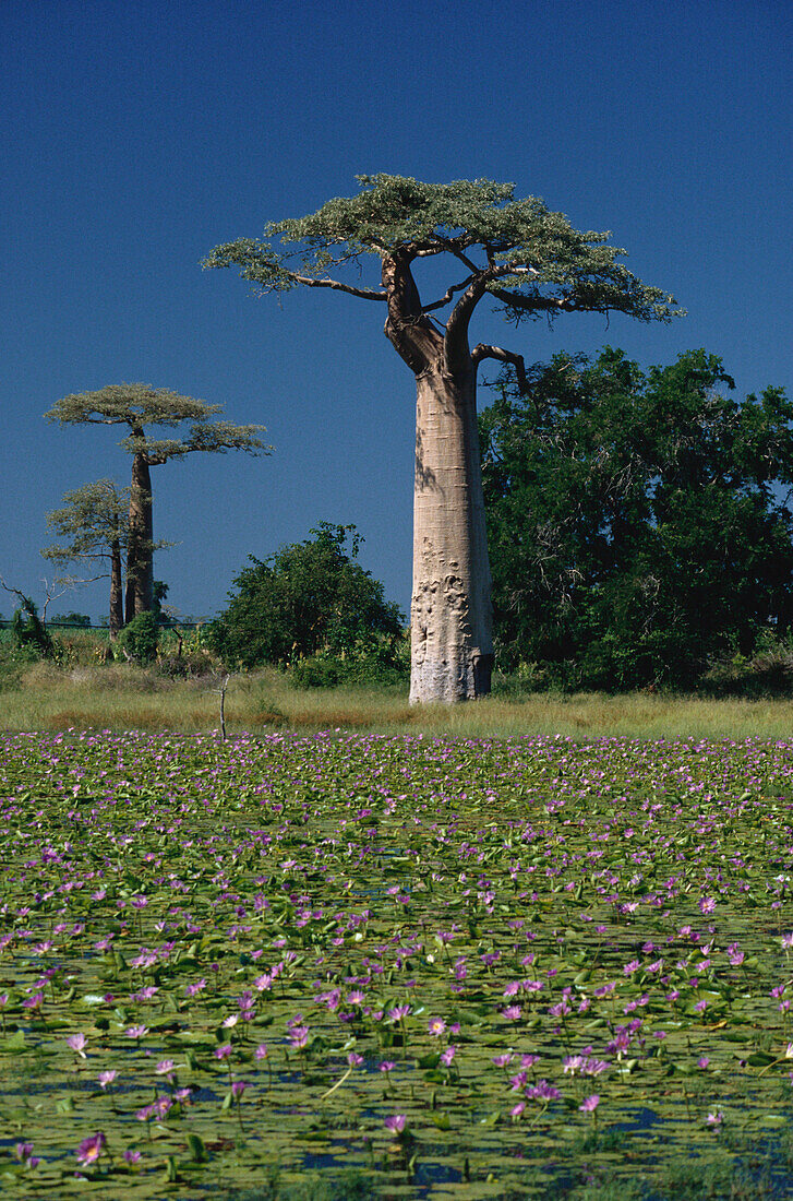 Baobabs near Morondava, Madagascar