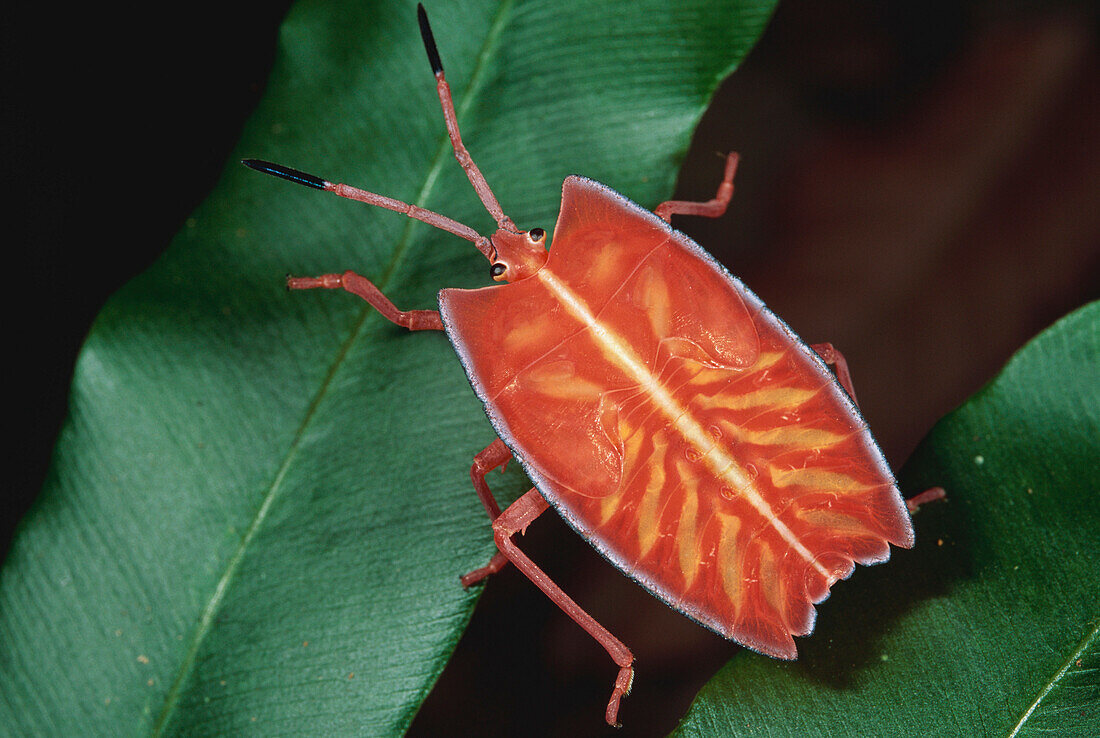 Stinkwanze, Pycanum spec., Borneo, Indonesien, Asien