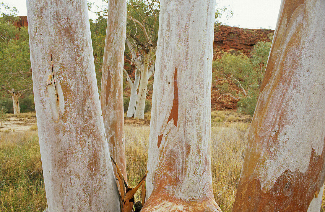 Ghost gums in Palm Valley, Finke Gorge National Park, Northern Territory, Australia