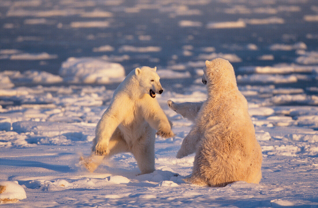 Eisbaeren b. Spielkampf, bei Churchill Manitoba, Kanada