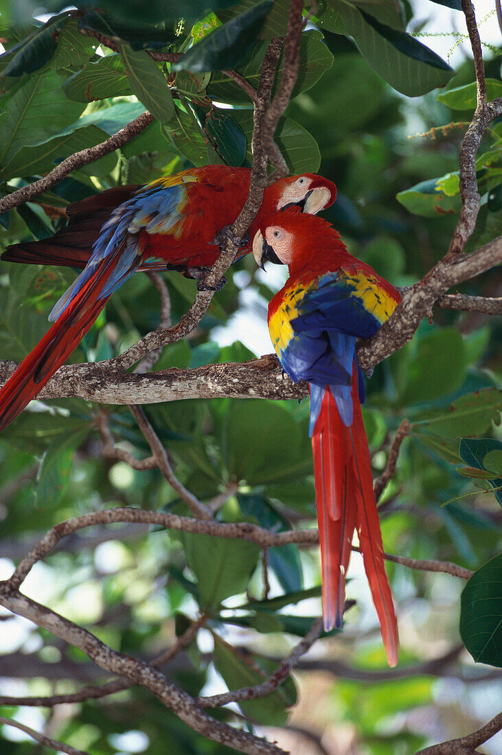 Scarlet Macaws grooming each other, Ara macao, Central Amerika