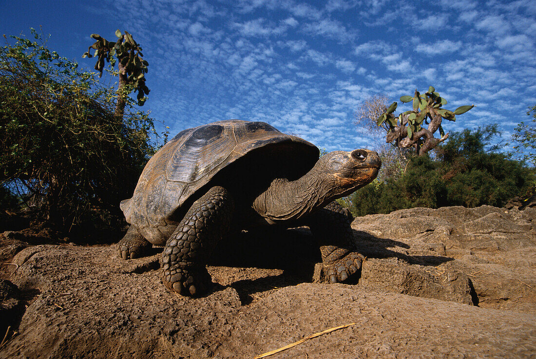 Galapagos giant tortoise, Elephant Tortoise, Galapagos Islands, Ecuador, South America