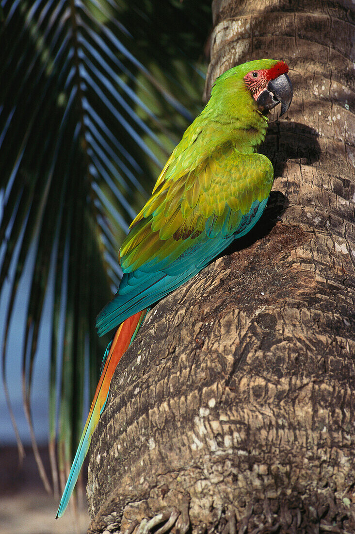 Great Green Macaw, Ara ambiguus, Buffon's Macaw, Central America