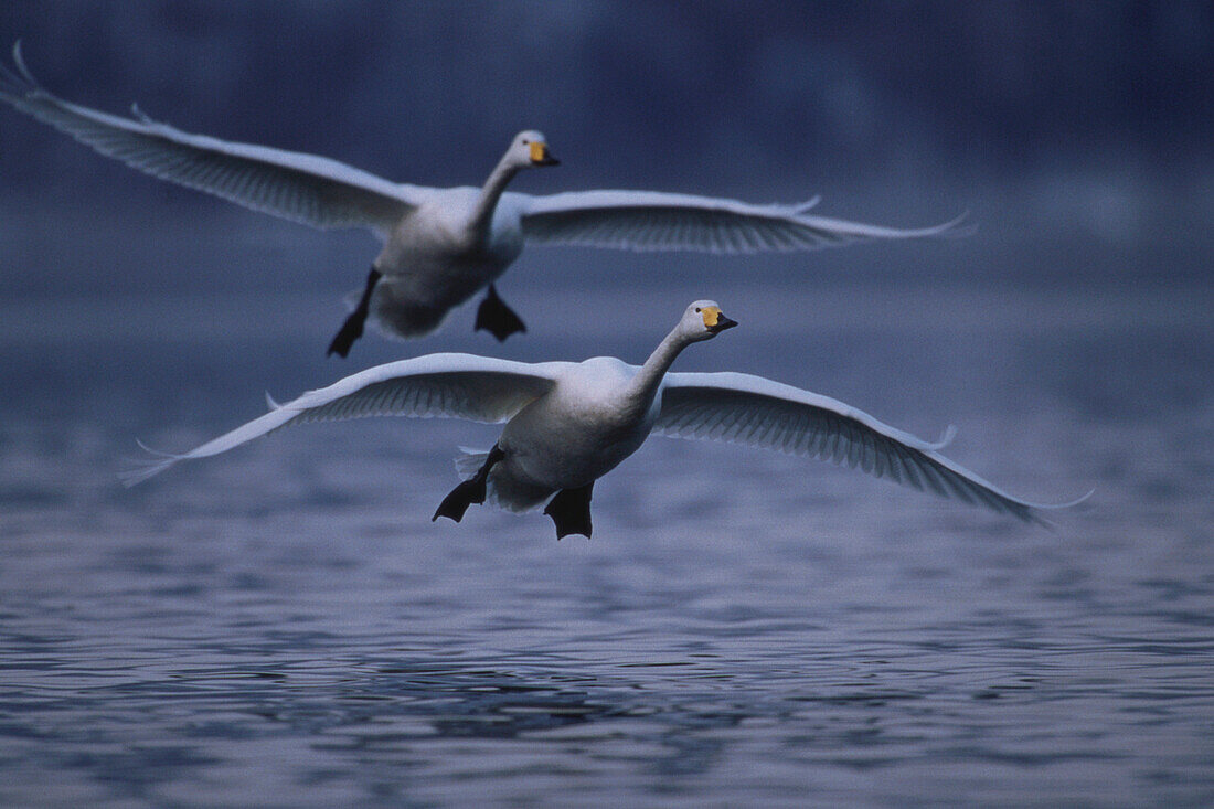 Singschwäne im Flug, Winterquartier Hokkaido, Japan