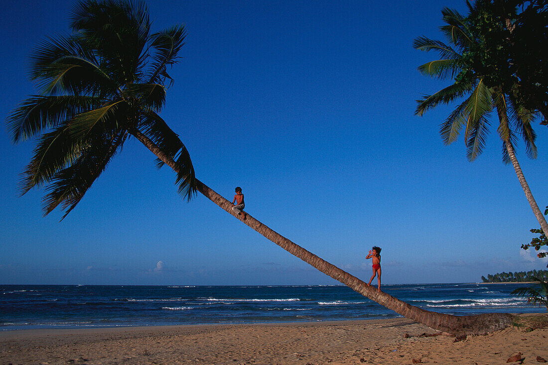 Kinder klettern auf die Palme, Karibik