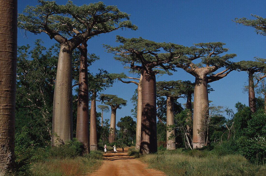 Affenbrotbäume, Baobabs, bei Morondava, Madagaskar