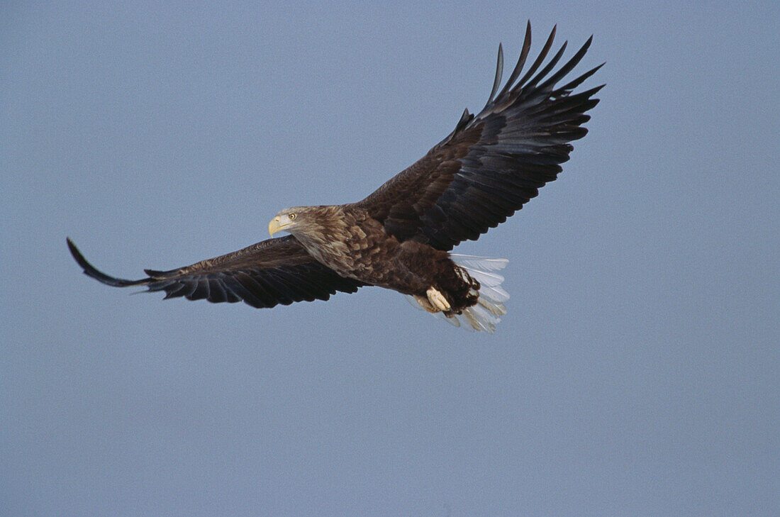 Seeadler im Flug, Schweden