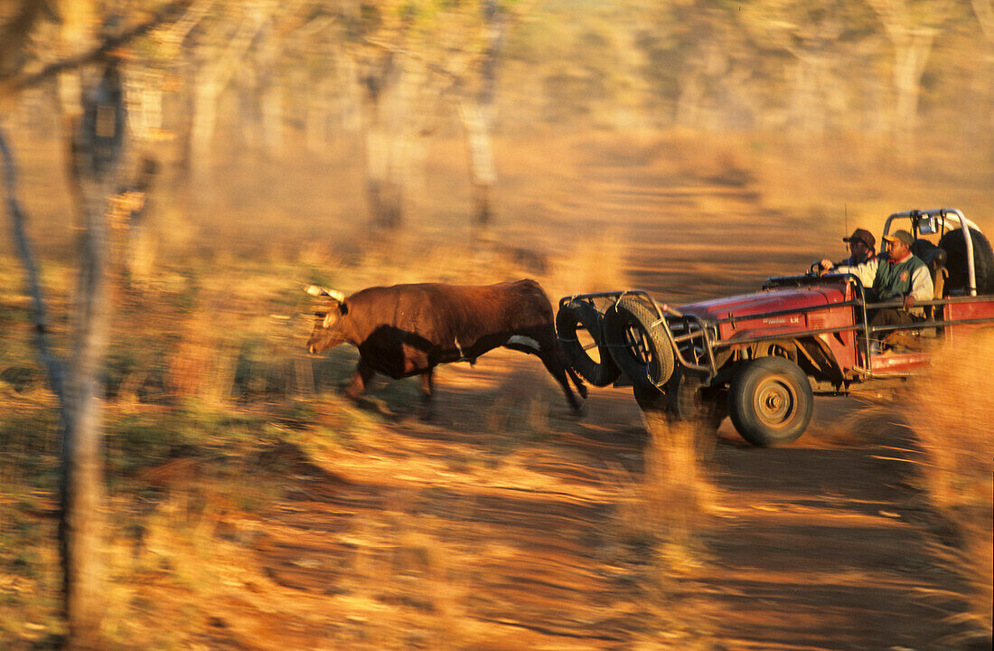 Aboriginal stockmen, Gibb River Station, Kimberle, Australien, West Australien, WA, Outback, North-West, Kimberley, Aboriginal stockmen catching wild bulls, on Gibb River Station