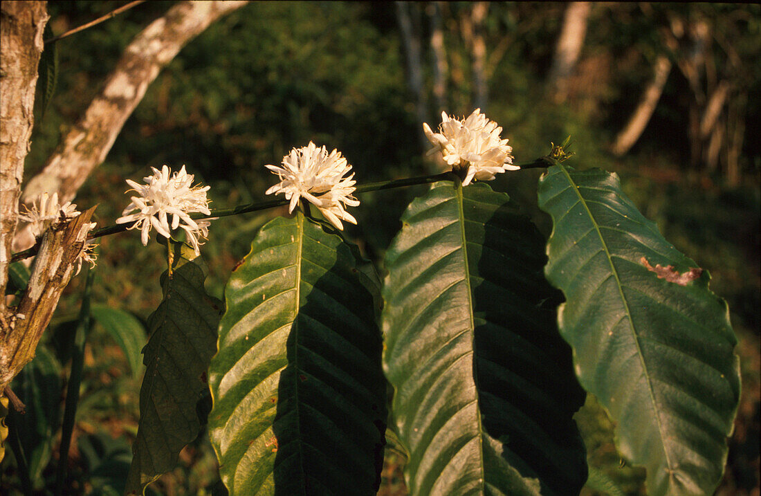 Kaffee-Blueten, Pflanze