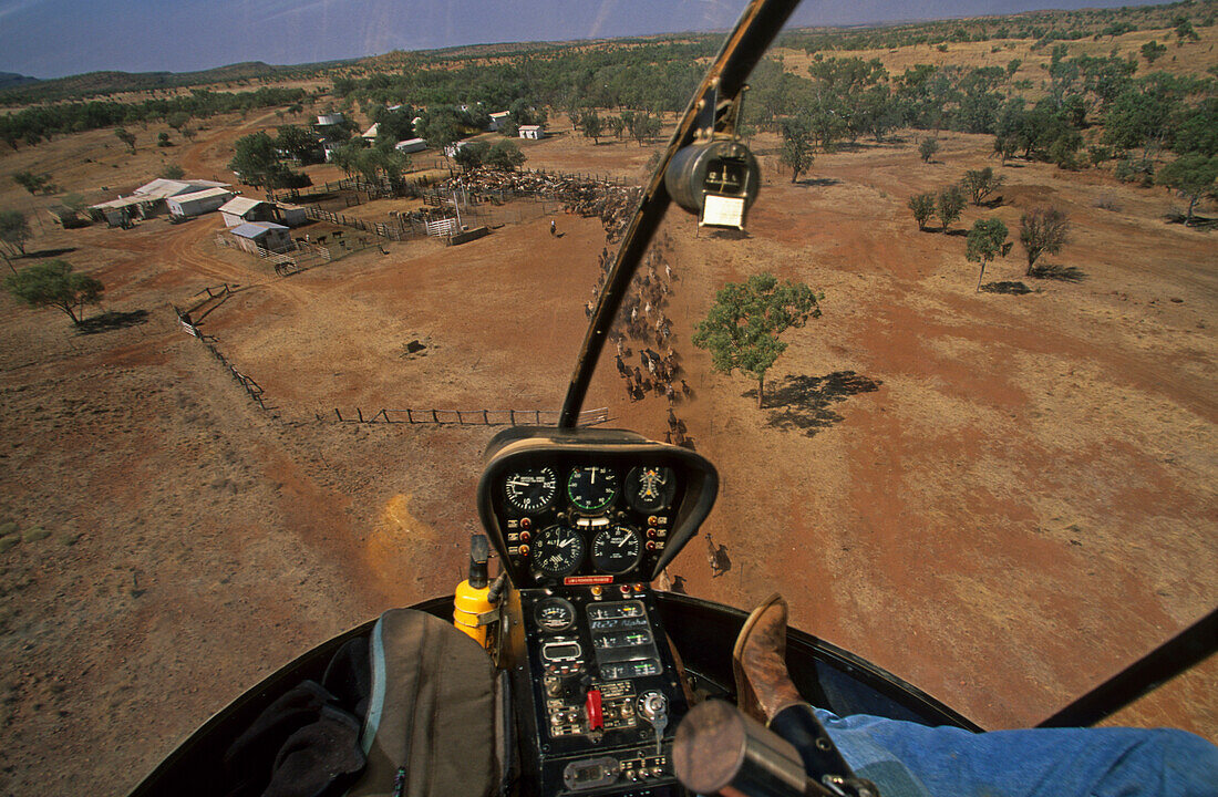 Blick auf Rinderherde von oben, Cockpit, Sterling Buntine, Lansdowne Station, Kimberley, Westaustralien, Australienand horses, Kimberley, West Australien, Australien