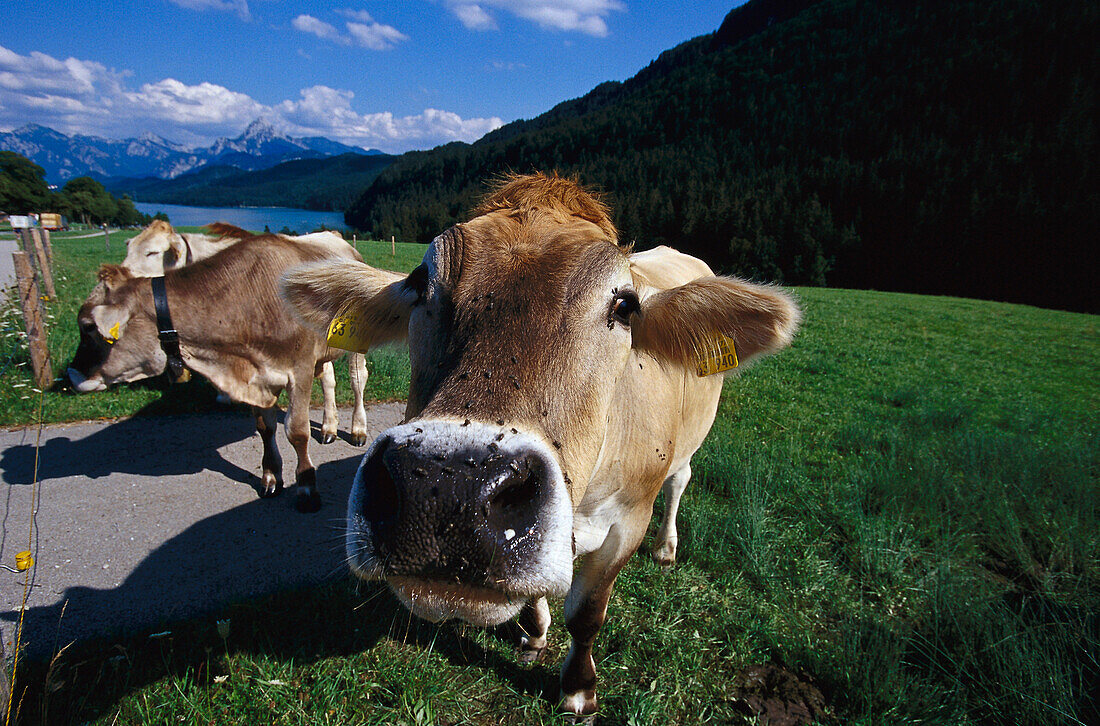 Herd of Cows, Fuessen, Bavaria Germany
