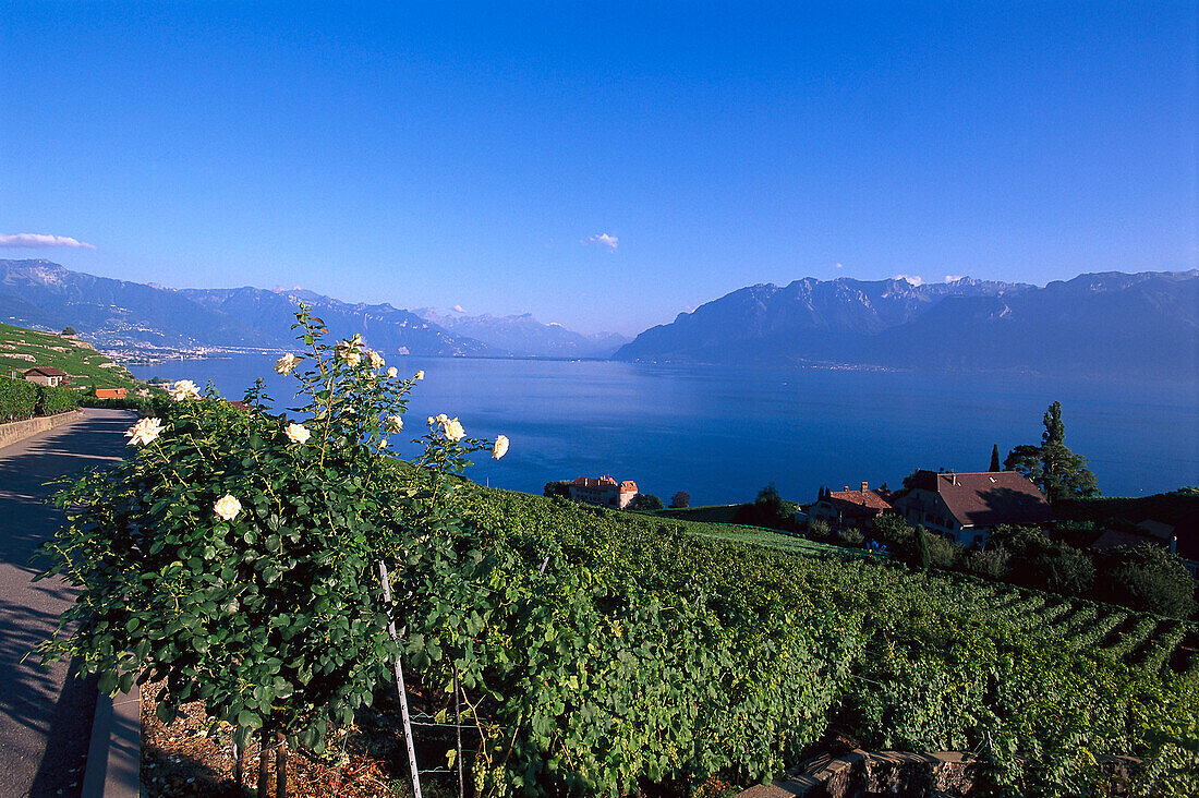 Vineyard St. Saphorin near Lake Geneva, Switzerland