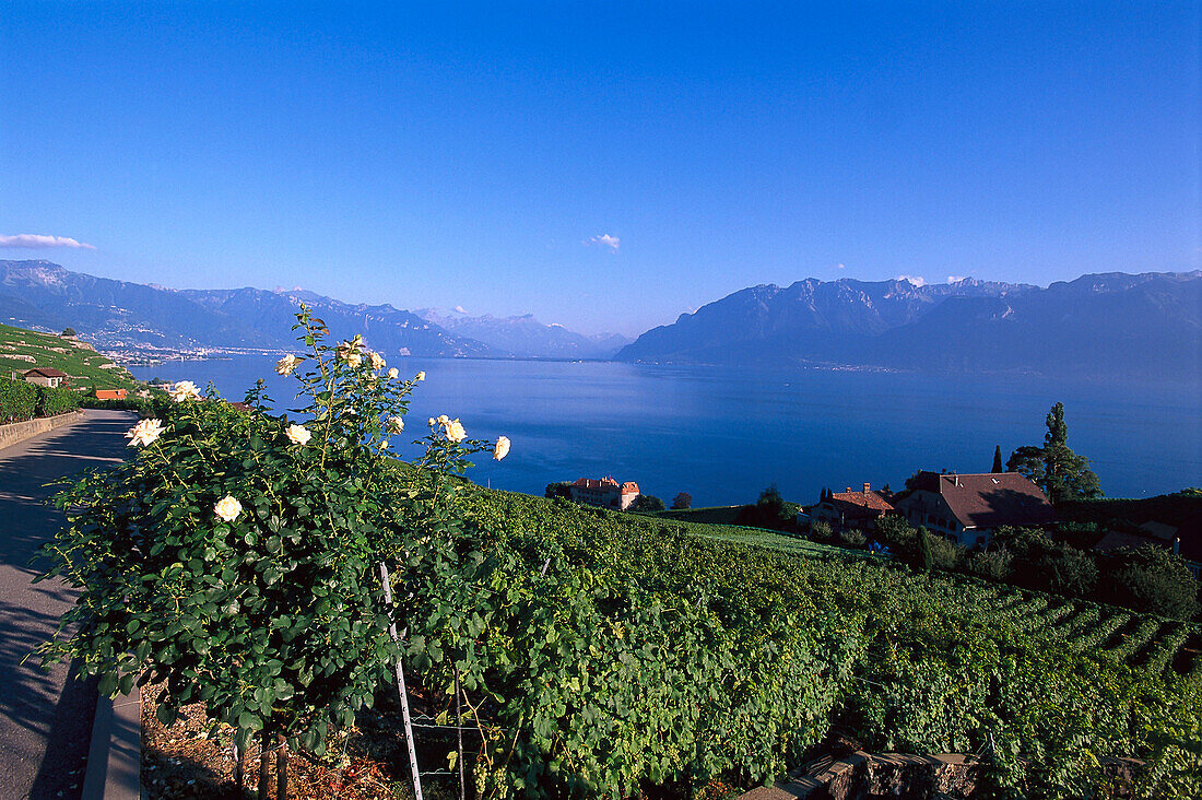 Weinberg St. Saphorin bei Genfer See, Schweiz