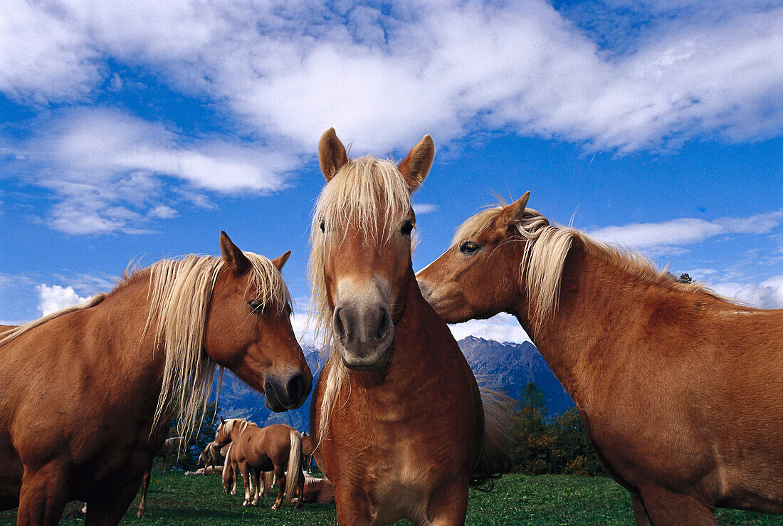 Haflinger horses under clouded sky, South Tyrol, Italy, Europe