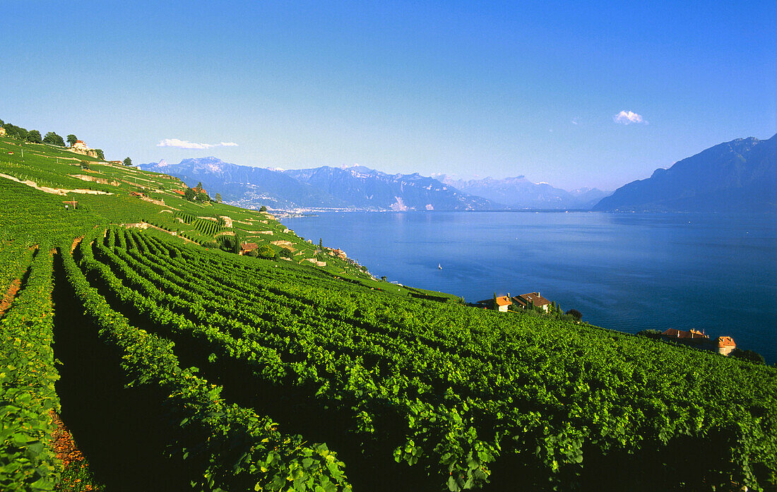 Vineyard, St. Saphorin near Lake Geneva, Switzerland