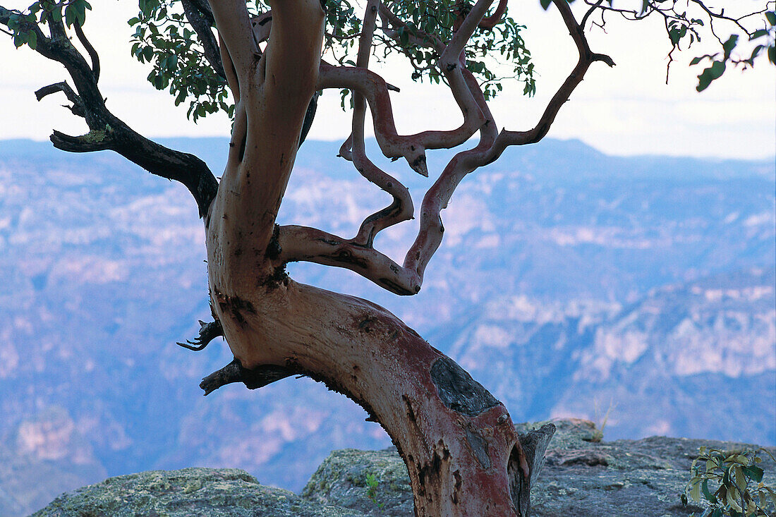 Baum auf einem Felsen, Sierra Tarahumara, Mexiko, Amerika