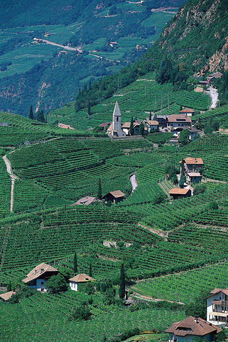 St. Magdalena, Winegrowing, Bozen South Tyrol, Italy