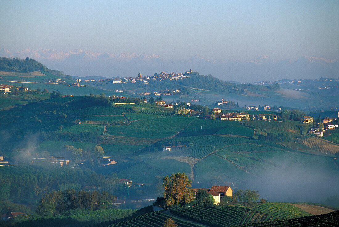 Vineyards, Serralunga, Piemont, Italy