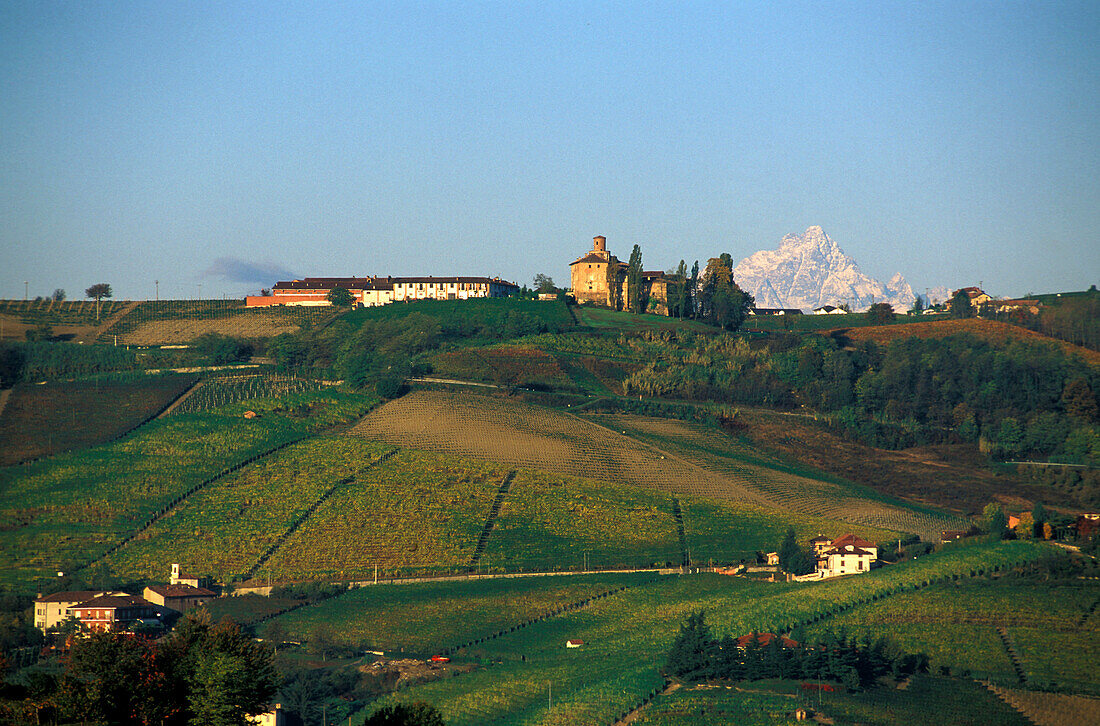Vineyard, Monforte, Piemont, Italy