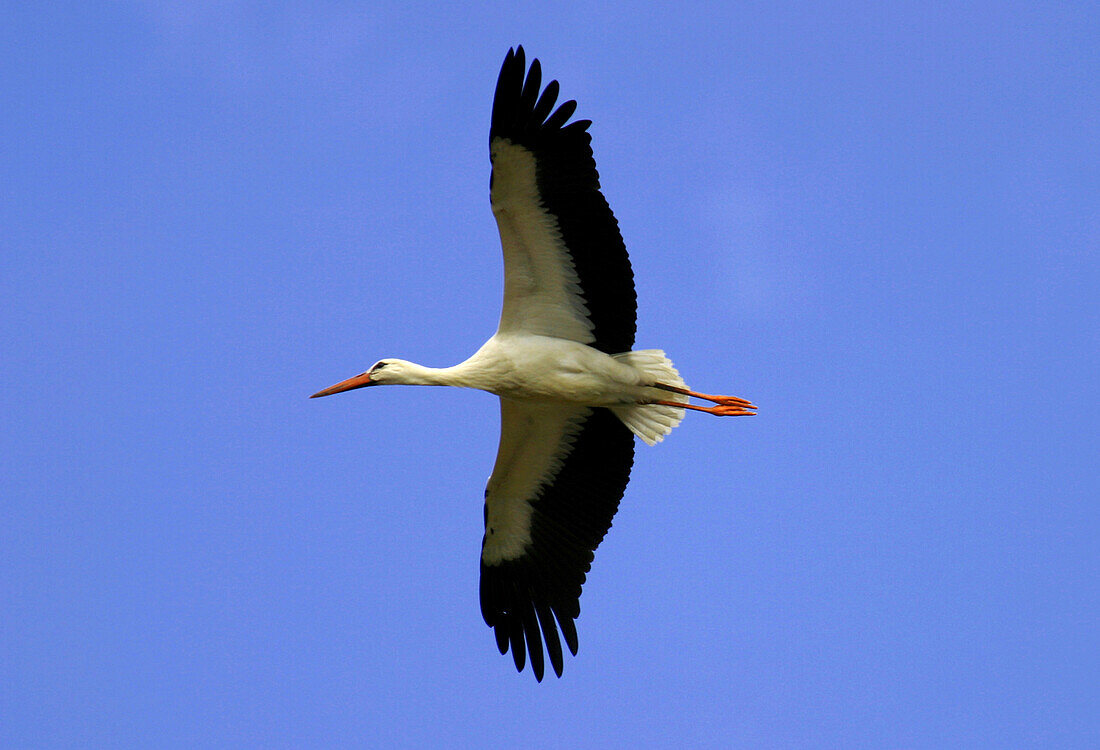 Flying storck, Germany