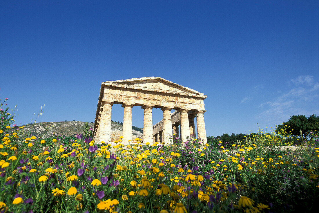 Ruins of a temple under blue sky, Segesta, Sicily, Italy, Europe